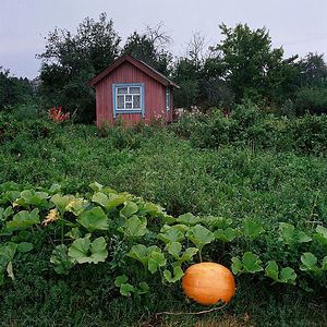 Vegetable and garden plot of land. A small gardener’s hut. Pumpkin.