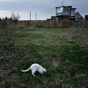 An abandoned garden plot. The cat hunts mice and moles. The house of the neighboring plot is visible.