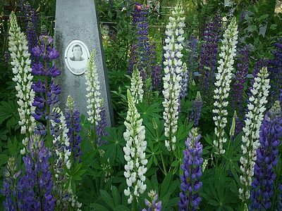 Grave overgrown with lupines.