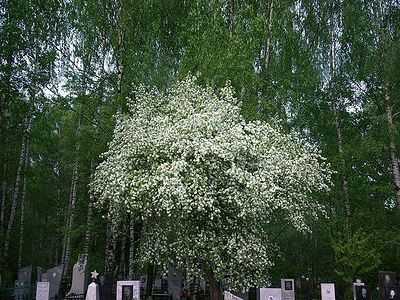A blooming apple tree among the gravestones.