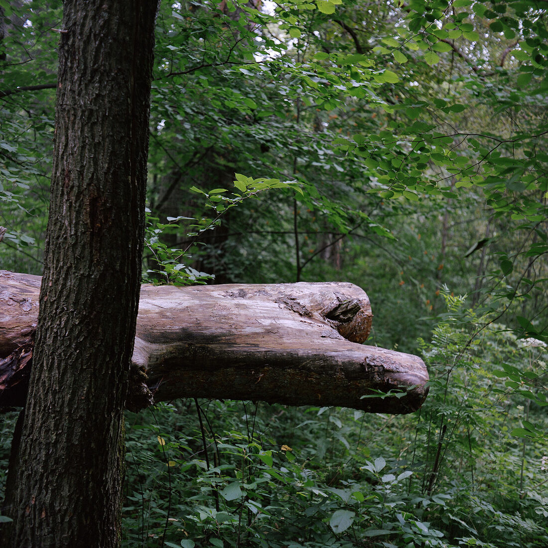 2013. Russia.  Scanned film.